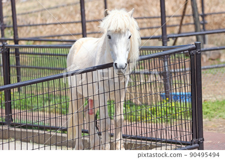Pony Pony 90495494