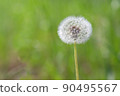 Dandelion flower seeds on the grass on a sunny day 90495567