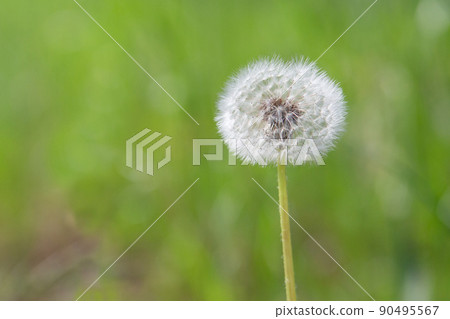 Dandelion flower seeds on the grass on a sunny day Dandelion flower seeds on the grass on a sunny day 90495567