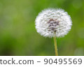 Dandelion flower seeds on the grass on a sunny day 90495569