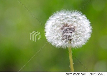 陽光明媚的日子裡,草地上的蒲公英花種子 陽光明媚的日子裡,草地上的蒲公英花種子 90495569