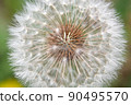 Dandelion flower seeds on the grass on a sunny day 90495570