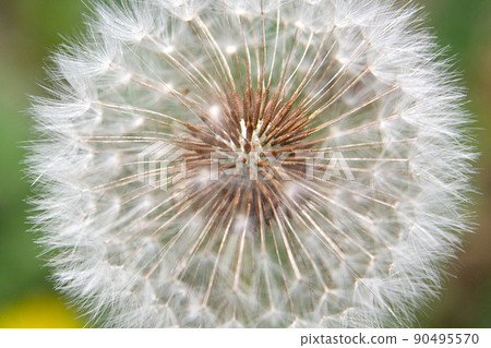 陽光明媚的日子裡,草地上的蒲公英花種子 陽光明媚的日子裡,草地上的蒲公英花種子 90495570