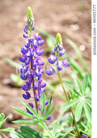 羅素盧平納斯 羅素盧平納斯 90495777