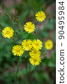 yellow sagebrush flower 90495984