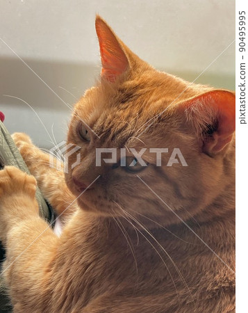 A serious looking cat 90495995