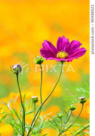 Cosmos Cosmos 90496022