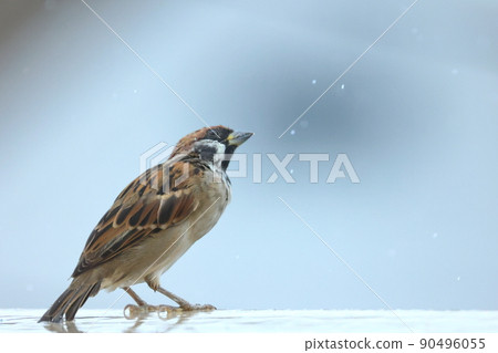 A sparrow wild bird staring at the falling raindrops A sparrow wild bird staring at the falling raindrops 90496055