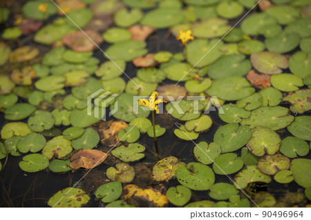 愚蠢的花朵 90496964
