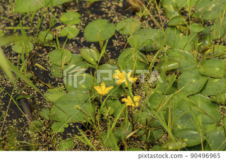 Folly flowers 90496965