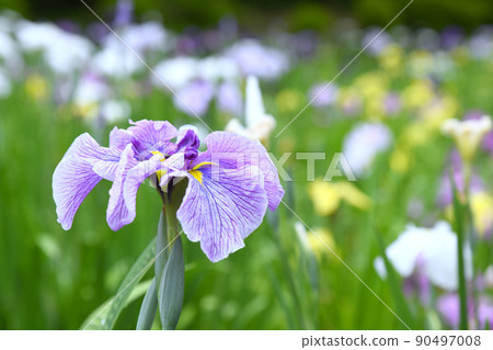 Iris Iris 90497008