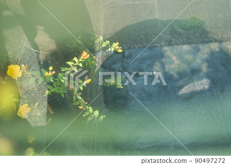 Nostalgic flowers found in the hot spring town of Atami 90497272