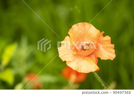 poppy poppy 90497368