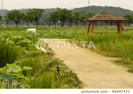 egret egret 90497431