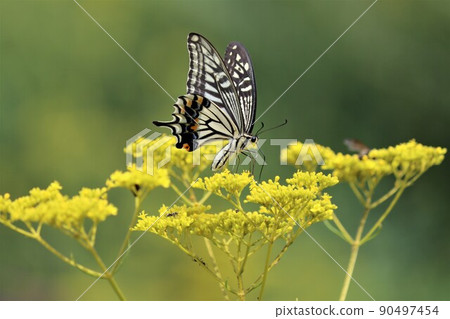 蝴蝶複眼有助於保護自己免受外敵傷害 90497454