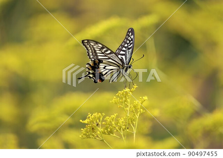 A swallowtail butterfly that lightly perches on a girl's flower A swallowtail butterfly that lightly perches on a girl's flower 90497455