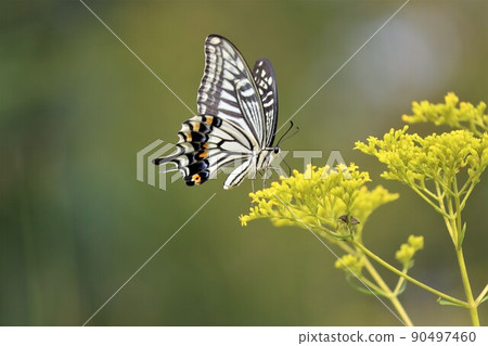 Ominaeshi flowers that appear in literary works 90497460