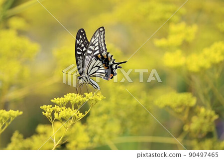 Butterflies can fly even on rainy days thanks to scales Butterflies can fly even on rainy days thanks to scales 90497465