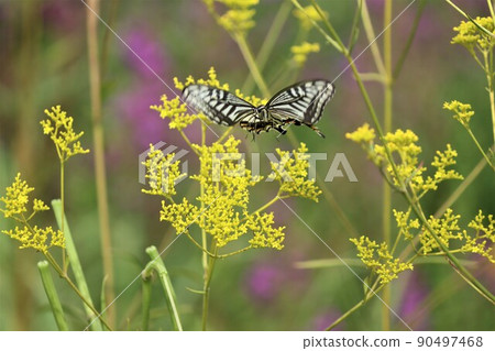 An elegant flying figure of a swallowtail butterfly 90497468