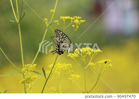 Butterfly larvae eat plants called herbs Butterfly larvae eat plants called herbs 90497470