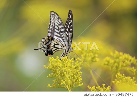 伸展長管並吮吸花蜜的燕尾蝶 90497475