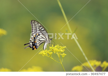 Butterfly wing scales are colored differently depending on the type Butterfly wing scales are colored differently depending on the type 90497477