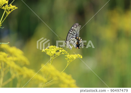 A swallowtail butterfly that wanders around A swallowtail butterfly that wanders around 90497479