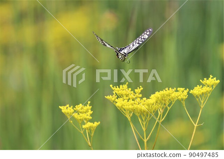 Swallowtail butterfly trying to perch on the flower of a girl Swallowtail butterfly trying to perch on the flower of a girl 90497485