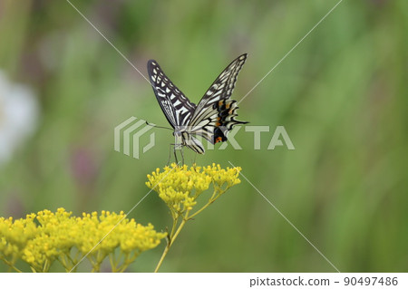 A swallowtail butterfly that perches on a girl's flower in a splendid appearance 90497486