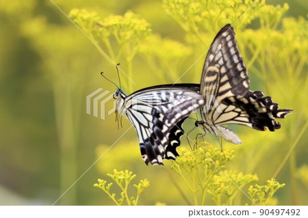The flying figure of the swallowtail butterfly is an elegant queen 90497492
