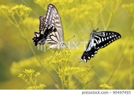 The correct way to count butterflies is one or two 90497493