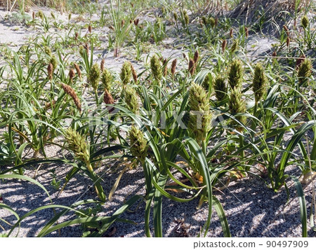 Mixed male and female strains of Carex kobomugi (Arayatenbinno, Akita City, 6/5) Mixed male and female strains of Carex kobomugi (Arayatenbinno, Akita City, 6/5) 90497909
