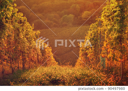 Vineyards row in Slovenia 90497980