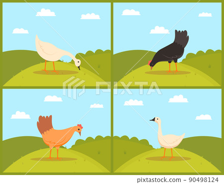Chicken Eating Grass on Pasture, Goose and Hen Chicken Eating Grass on Pasture, Goose and Hen 90498124