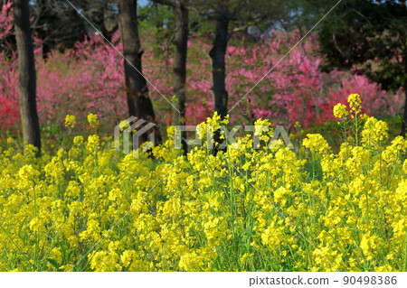 Koga Peach Festival in Koga, Koga City, Ibaraki Prefecture, Hanamomo and Rape blossoms 90498386