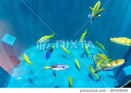 五顏六色的熱帶魚仙台海之森水族館(宮城縣仙台市) 五顏六色的熱帶魚仙台海之森水族館(宮城縣仙台市) 90499690