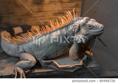 Green iguana 90499726