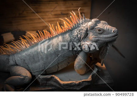 綠鬣蜥 綠鬣蜥 90499728