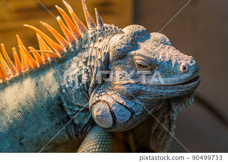 綠鬣蜥 綠鬣蜥 90499733