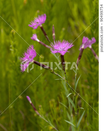 Kawarana de Ceco花 Kawarana de Ceco花 90499754