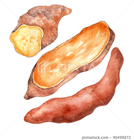 Sweet potatoes batata sliced watercolor illustration isolated 90499872