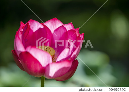 蓮花 蓮花 90499892