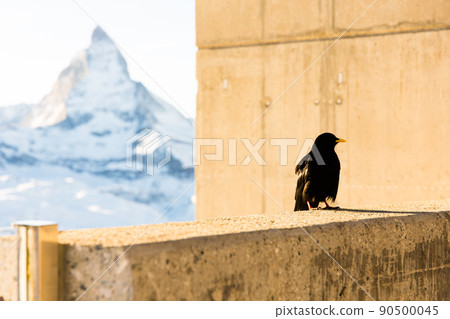 Alpine Chough against mountain Matterhorn . Zermatt, Switzerland Alpine Chough against mountain Matterhorn . Zermatt, Switzerland 90500045