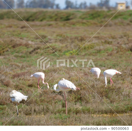 flamingo birds during migration at the mouth of the river 90500063