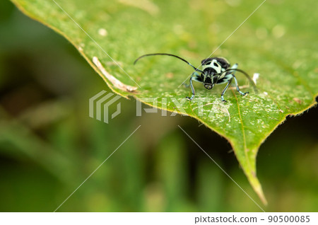 Lamy Cite Lamy Cite 90500085