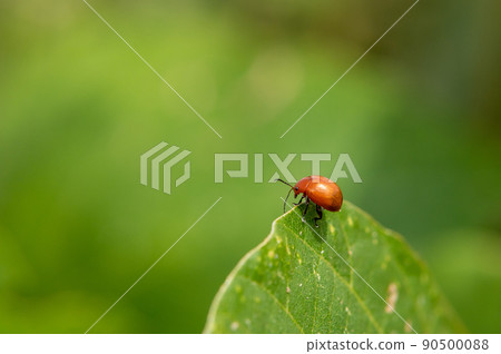 Ooca Marni Moth 90500088