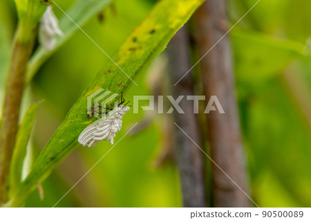 Hakama scale insect 90500089