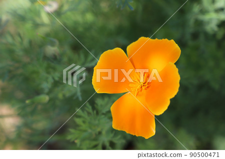 California Poppy / California Poppy 90500471