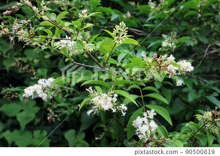 Rat bean flower 90500819