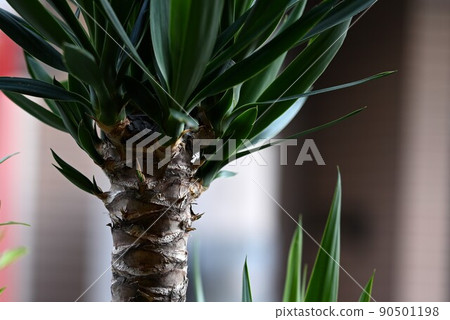 Yucca leaf root Yucca leaf root 90501198